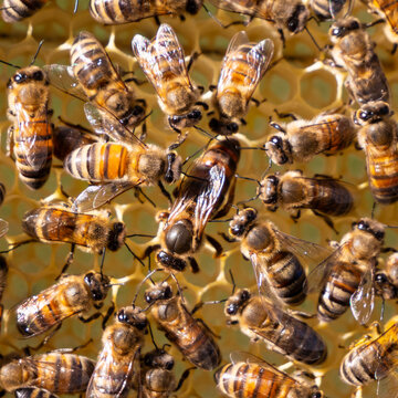 Beginning of work of the young queen bee.
Bees stimulate the young queen bee to lay eggs.
