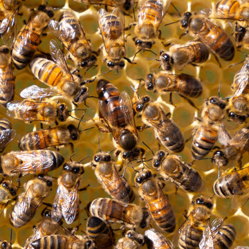 Beginning of work of the young queen bee.
Bees stimulate the young queen bee to lay eggs.
