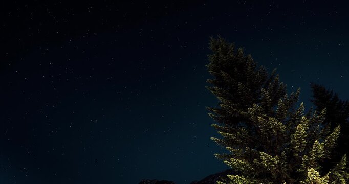 Starry Night Sky Timelapse with Illuminated Fir Tree in Foreground