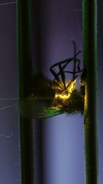Fly split apart during high voltage electrocution inside ultraviolet bug zapper, demonstrating effective insect elimination