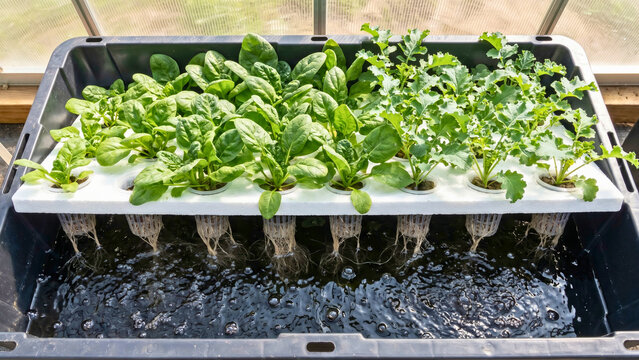 Deep water culture DWC hydroponic tray top view with spinach kale and aerated water, DWC hydroponic system overhead, deep water culture flat lay, hydroponic reservoir top view
