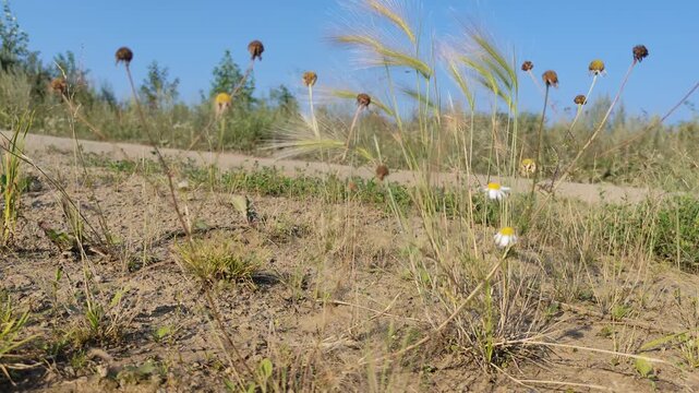 Dry grass sways in wind on sunny, hot day by side of the road. Weather is abnormally extreme hot. Global warming and climate change concept video