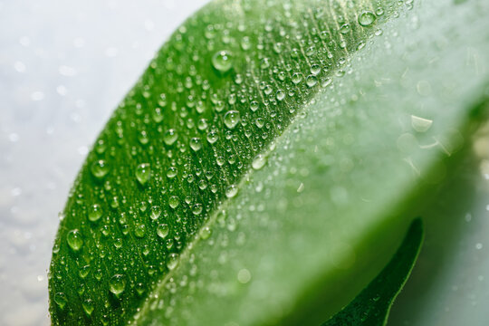 Green leaf covered in fresh water droplets symbolizing nature, ecology and growth, selective focus