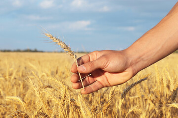 Obraz premium Man holding wheat spike in field, closeup. Space for text