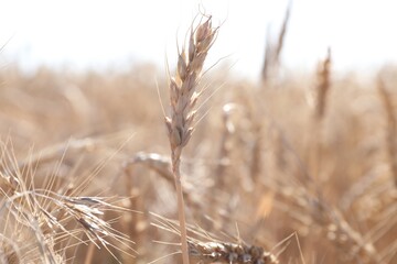 Obraz premium Golden wheat spikes growing in field on sunny day, closeup