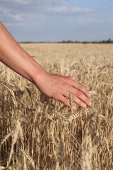 Obraz premium Man touching ripening wheat spikes in field, closeup