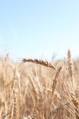 Obraz premium Golden wheat spikes growing in field on sunny day, closeup