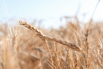 Obraz premium Golden wheat spikes growing in field on sunny day, closeup