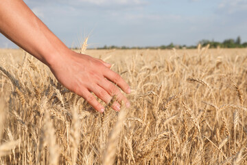 Obraz premium Man touching ripening wheat spikes in field, closeup. Space for text