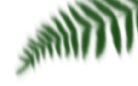 Blurred Green Fern Leaf Shadow Overlay Effect on White Background for Product Mockup and Modern Presentation