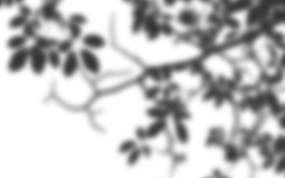 Soft natural tree leaves branch shadow overlay effect on white wall background for mockup.