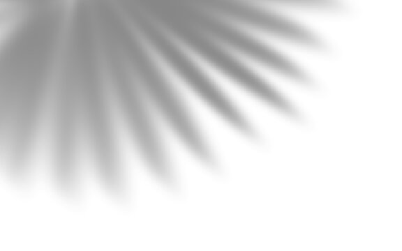 Soft tropical palm leaf shadow overlay on clean white background for design mockup