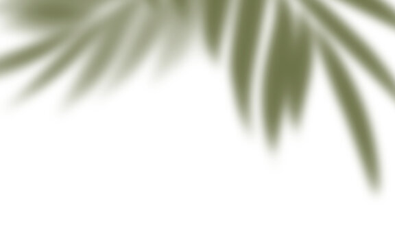 Soft Tropical Palm Leaves Shadow Overlay Effect on White Wall Background for Mockup Display