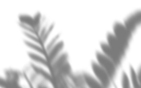 Soft Blurred Tropical Leaf Shadow Overlay on Plain White Background for Minimalist Mockup Design