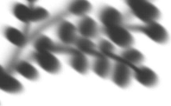 Soft Blurry Plant Shadow Overlay Effect on White Surface for Minimalist Botanical Product Presentation Background