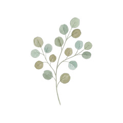 Obraz premium Minimalist Watercolor Branch with Round Leaves