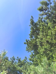 Fototapeta premium Pine tree branches against clear blue sky low angle view, minimalist nature background with green needles