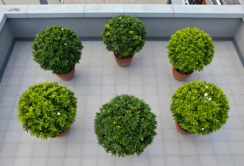 Obraz premium Six potted green plants on a tiled rooftop terrace, top-down view of urban gardening and outdoor living space, the plants feature dense foliage and some small white and pink flowers