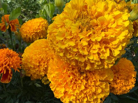 Vibrant yellow and orange marigold flowers blooming in a sunny garden