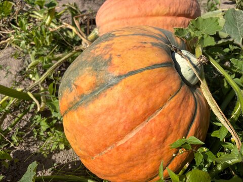A large ripe orange and green striped pumpkin growing in a sunny garden field