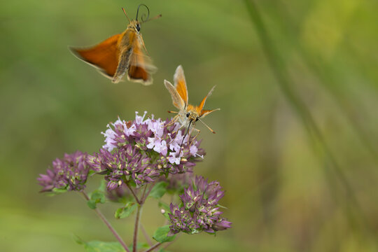 european skipper or black-winged brown club-winged grass moth (thymelicus lineola) perching on oregano (origanum vulgare), found in Steigerwald in Bavaria, Germany
