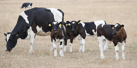 A group of Holstein cattle, consisting of an adult cow and four calves, stand in a dry, grassy field in Lower Saxony, Germany. The cow is grazing while the calves stand close © Wolfborn Indiearts