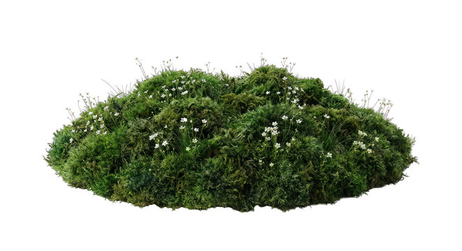 Lush green mossy mound with tiny white wildflowers and grass, isolated on white background