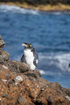 Northern rockhopper penguin (Eudyptes moseleyi) on Nightingale Island, in the South Atlantic Ocean