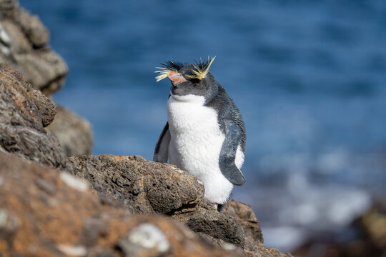 Northern rockhopper penguin (Eudyptes moseleyi) on Nightingale Island, in the South Atlantic Ocean