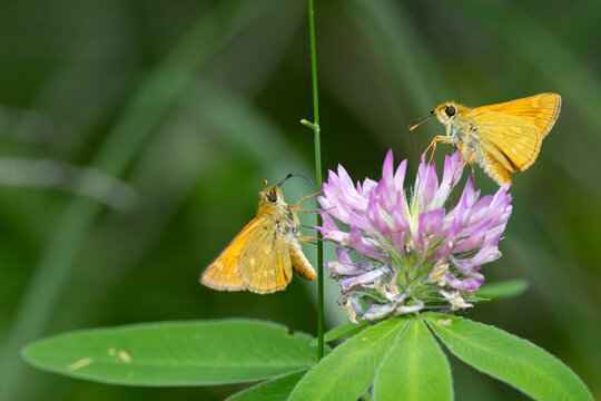 large skipper (ochlodes sylvanus) perching on zigzag clover (trifolium medium), found in Steigerwald in Bavaria, Germany