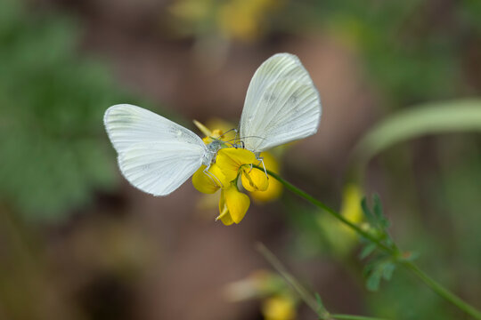 two butterflies of the Leptidea complex, a cryptic species perching on a Lotus corniculatus, found in Steigerwald in Bavaria, Germany