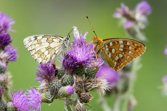 high brown fritillary (Fabriciana adippe) and marbled white (Melanargia galathea) perching together on a marsh thistle (Cirsium palustre), found in Steigerwald in Bavaria, Germany