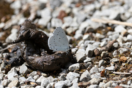 holly blue (celastrina argiolus) perching on feces, found in Steigerwald in Bavaria, Germany