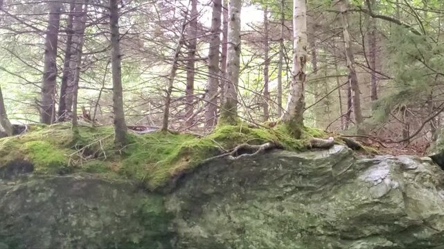 and tree at forest. Wilderness landscape forest with birch and pine trees and moss on boulders wild scenery in a raining summer day.