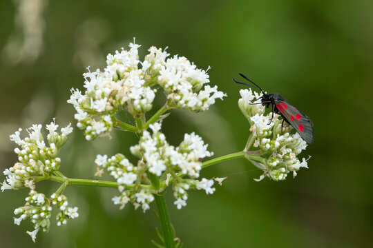 narrow-bordered five-spot burnet (Zygaena lonicerae) perching on a white Umbellifer, found in Steigerwald in Bavaria, Germany