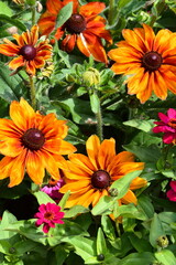 Fototapeta premium Flowers of the gardens in Victoria BC,. Canada. Victoria has many wonderful places to go and see flowers, come to Victoria and enjoy our flowers..