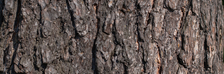 Fototapeta premium Close-up of textured tree bark with natural patterns. The surface is rough and dark brown, providing ample space for text or graphics. banner