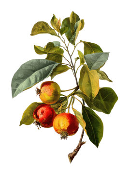 PNG Vintage botanical illustration of pomegranate branch.