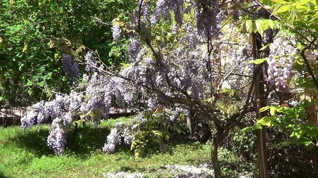 Wistaria tree in blossom, recorded in Saints Constantine and Helena resort, Bulgaria.