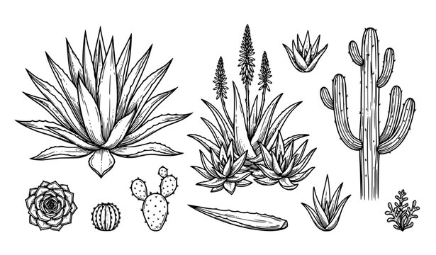 Decorative agave aloe vera and desert cactus botanical line art vector set