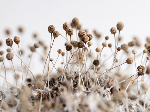 Extreme close up of microscopic mold sporangia growing on organic material