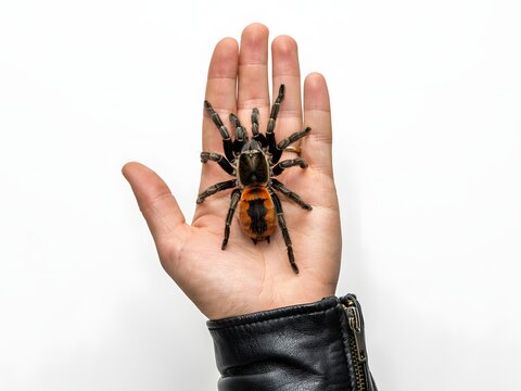 Close-up of human hand holding large black tarantula spider for educational or scientific study