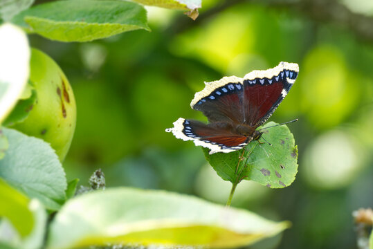 Mourning cloak (Nymphalis antiopa) sitting on a green leaf in Rougemont, Switzerland