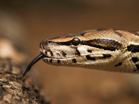 Close-up portrait of venomous viper snake tongue flicking in natural habitat for wildlife education