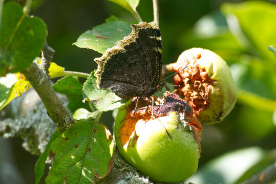 Mourning cloak (Nymphalis antiopa) sitting on an apple tree in Rougemont, Switzerland