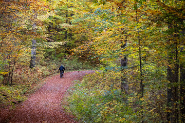 Fototapeta premium Cyclist riding along winding forest path through autumn leaves beneath golden foliage and soft canopy light in quiet countryside setting, with autumn, forest, cyclist, bicycle detail