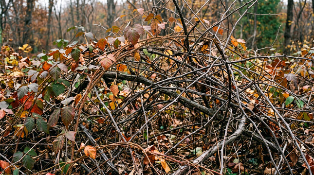 intertwining vines of thorny poison ivy and dead thorny branches creating an impenetrable organic maze reflecting the hostile and dangerous side of untamed autumn environments