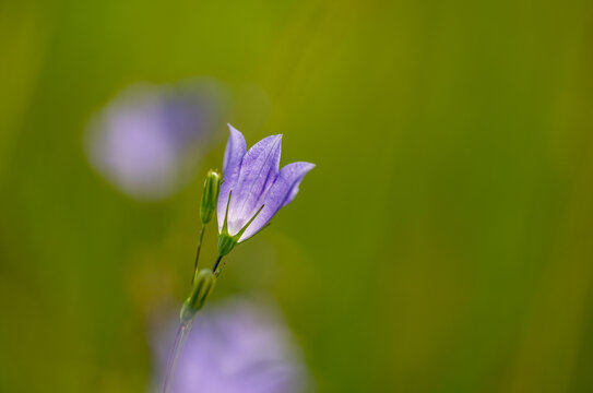 Macro of a purple bell wildflower on a softly focused green background. A bellflower or harebell
