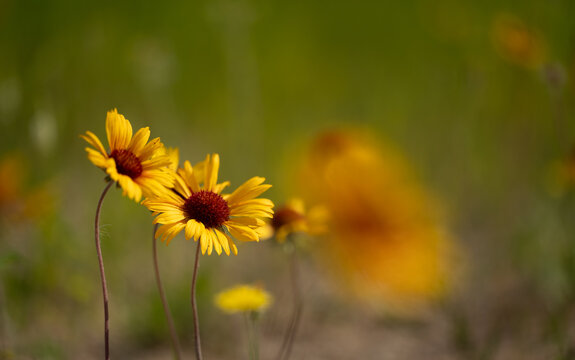Beautiful close-up of two yellow Blanketflower wildflowers with red centers on a softly focused background
