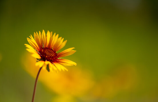 Beautiful close-up of a yellow Blanketflower wildflower with red centers on a softly focused background
